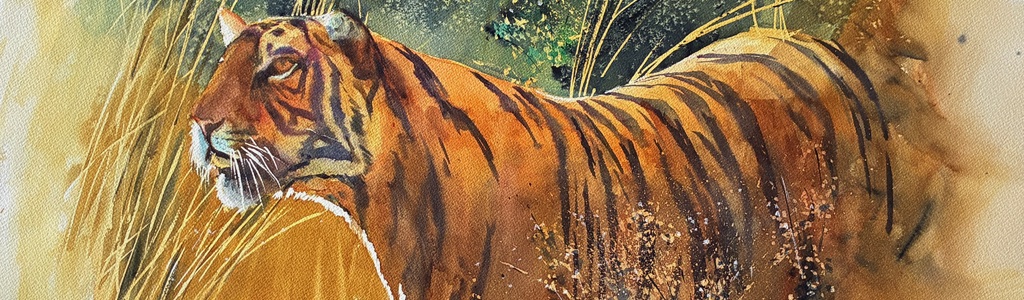 Watercolour of a tiger moving through tall golden grass