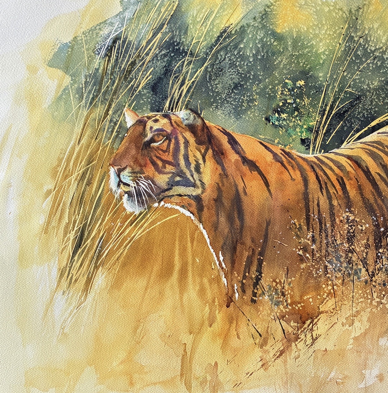 Tiger watercolour detail showing soft washes and spattered texture